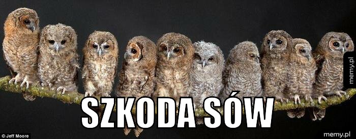  SZKODA S&Oacute;W