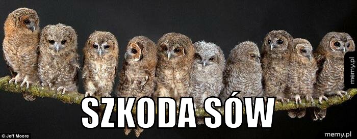  SZKODA SÓW